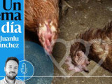 Identificación fotográfica]