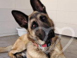 Identificación fotográfica]