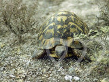 Identificación fotográfica]